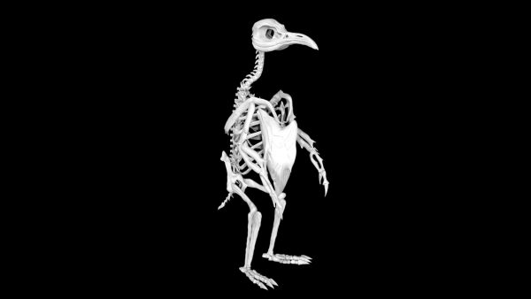 Penguin skeleton 3d model