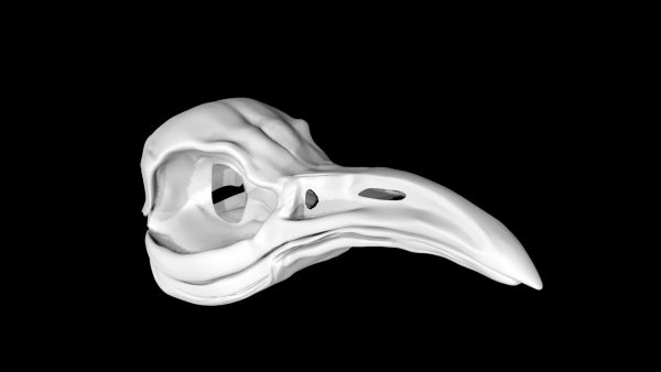 Penguin skull 3d model