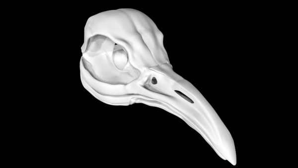 Penguin skull 3d model