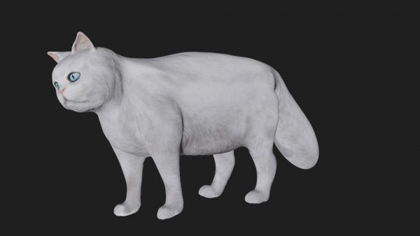 Persian white cat 3d model