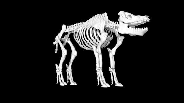 Pig skeleton 3d model