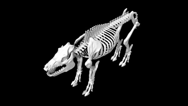 Pig skeleton 3d model