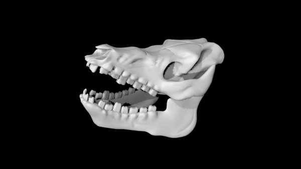 Pig skull 3d model