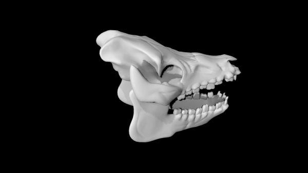 Pig skull 3d model
