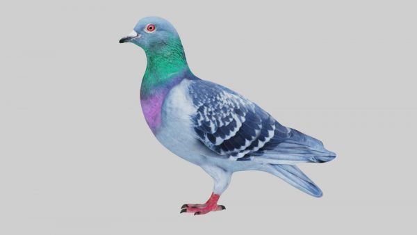 Pigeon 3d model