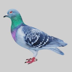 Pigeon 3d model