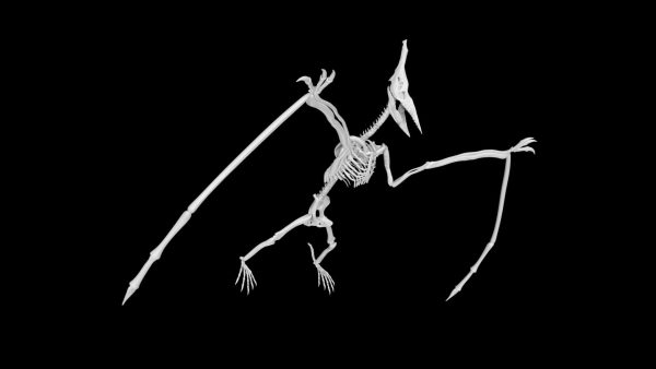 Pterodactyl skeleton 3d model