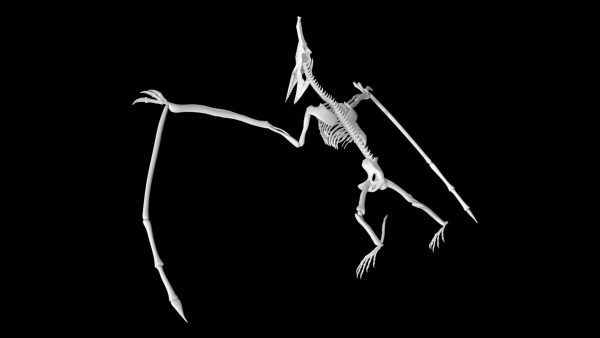 Pterodactyl skeleton 3d model