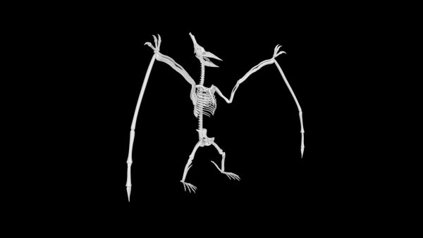 Pterosaur skeleton 3d model