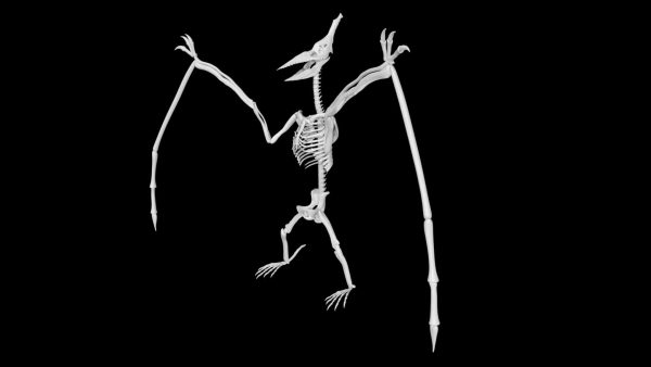 Pterosaur skeleton 3d model