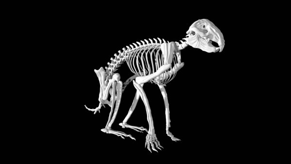 Rabbit skeleton 3d model