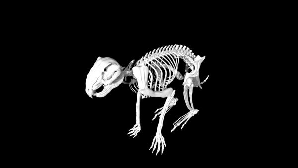 Rabbit skeleton 3d model