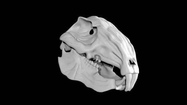 Rabbit skull 3d model