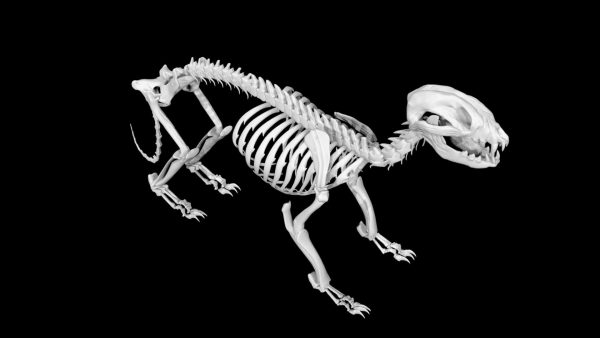 Raccoon skeleton 3d model