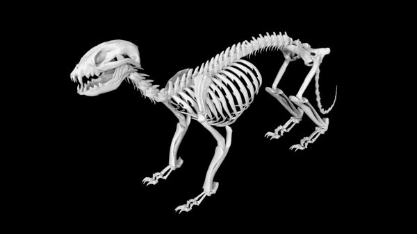 Raccoon skeleton 3d model