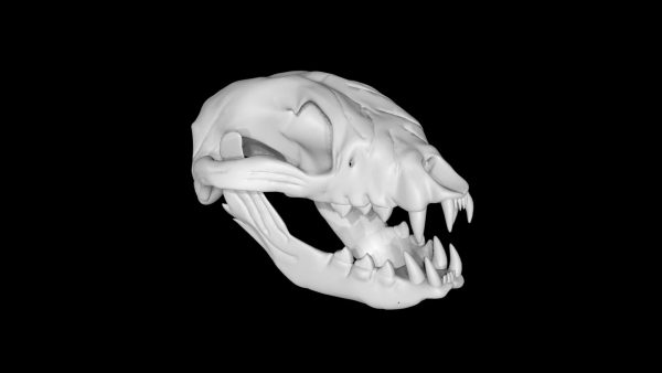 Raccoon skull 3d model