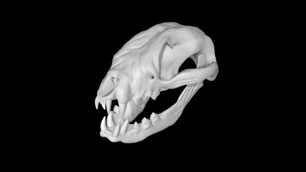 Raccoon skull 3d model
