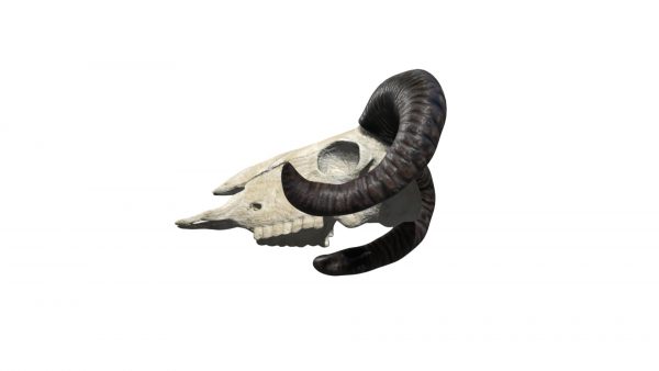 Ram skull 3d model