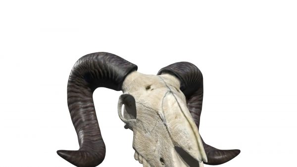 Ram skull 3d model