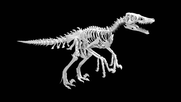 Raptor skeleton 3d model