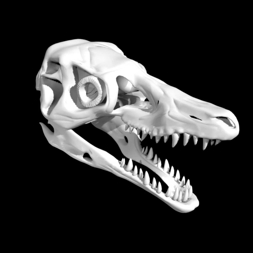 Raptor skull 3d model Low Poly AR 3D Model - Team 3d Yard