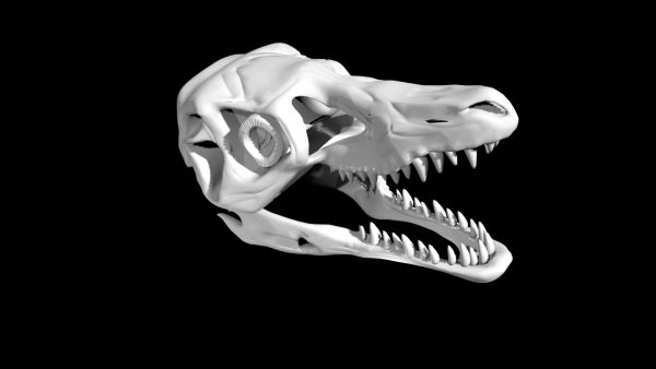 Raptor skull 3d model