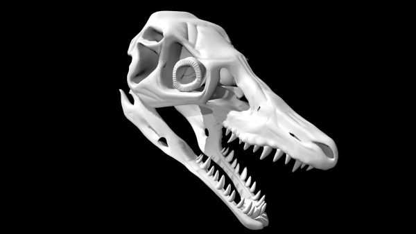 Raptor skull 3d model