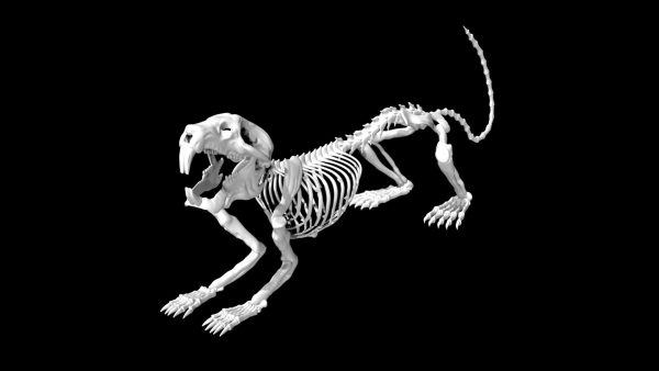 Rat skeleton 3d model