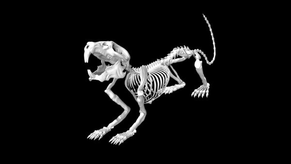 Rat skeleton 3d model