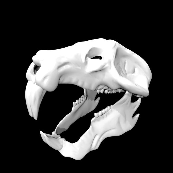 Rat skull 3d model