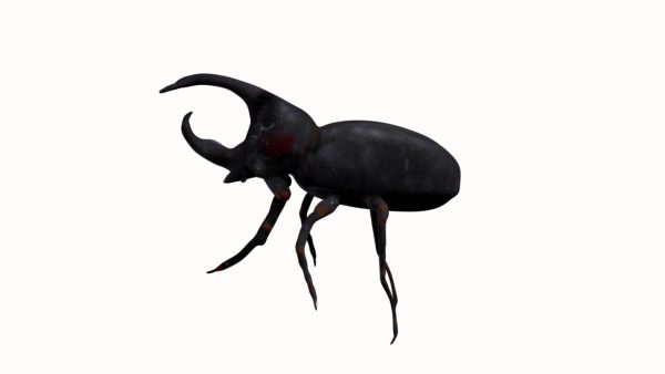 Rhino beetle 3d model