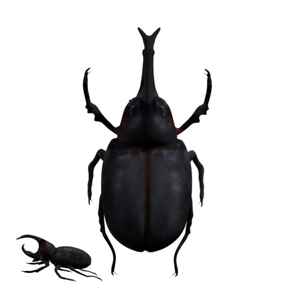 Rhino beetle 3d model