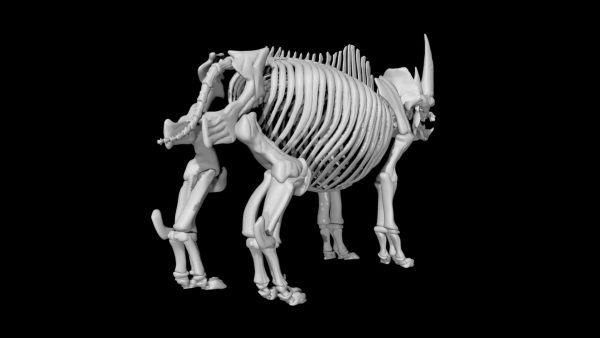 Rhino skeleton 3d model