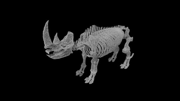 Rhino skeleton 3d model