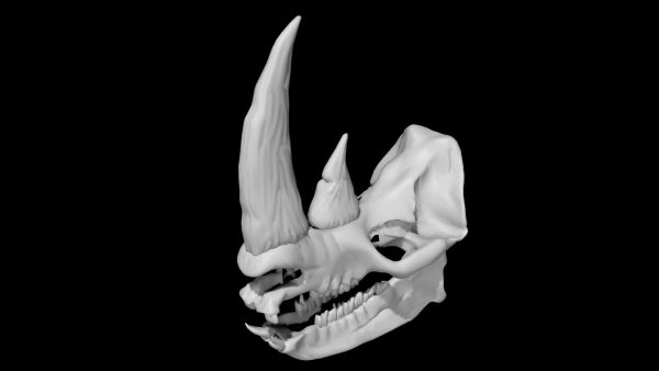 Rhino skull 3d model
