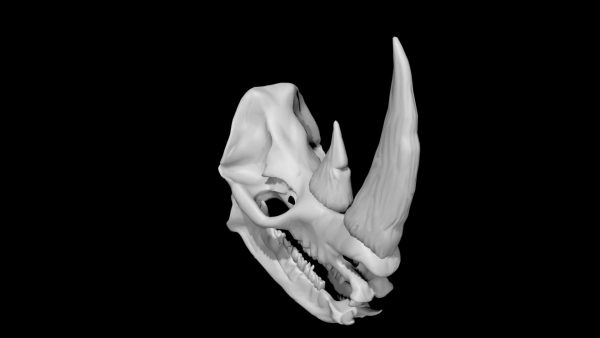 Rhino skull 3d model