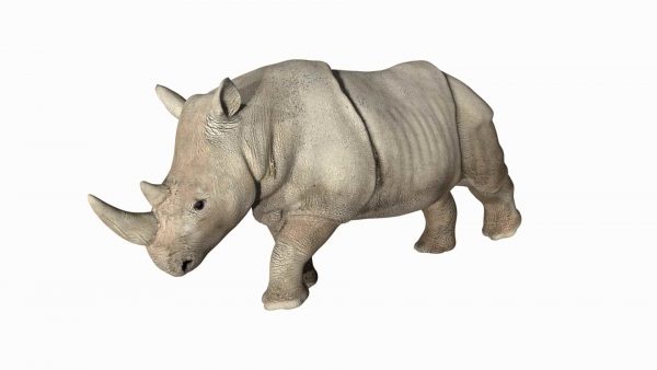 Rhinoceros 3d model