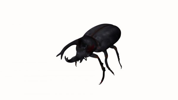 Rhinoceros beetle 3d model