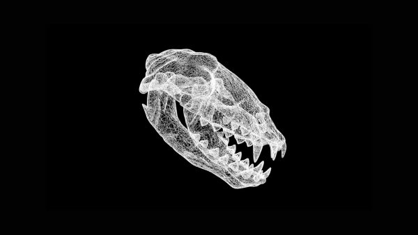 Sea lion skull 3d model