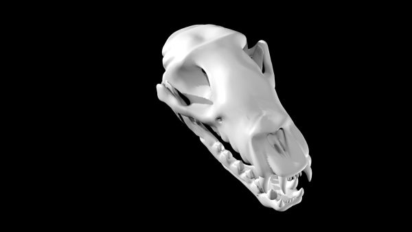 Sea lion skull 3d model
