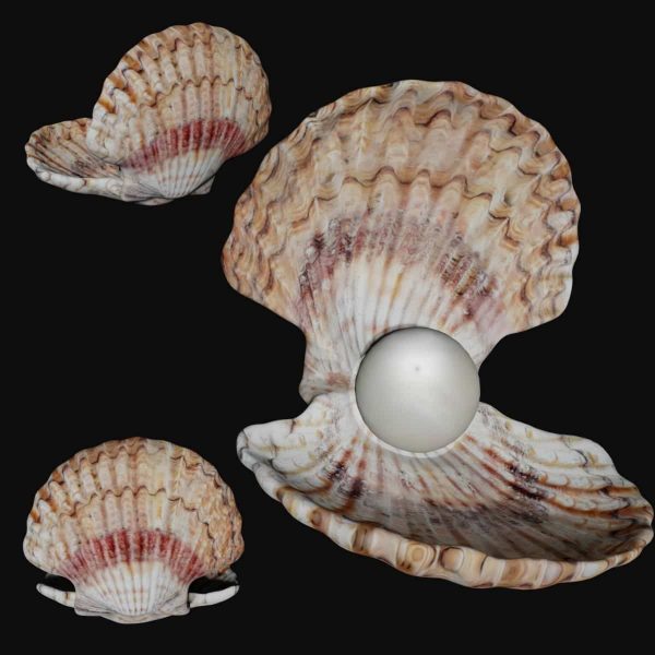 Sea shell 3d model