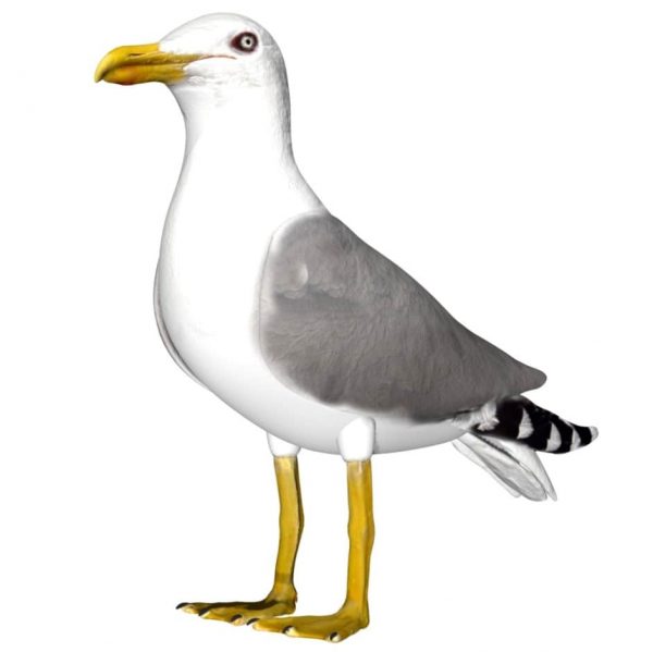 Seagull bird 3d model