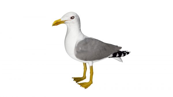 Seagull bird 3d model