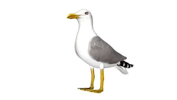 Seagull bird 3d model