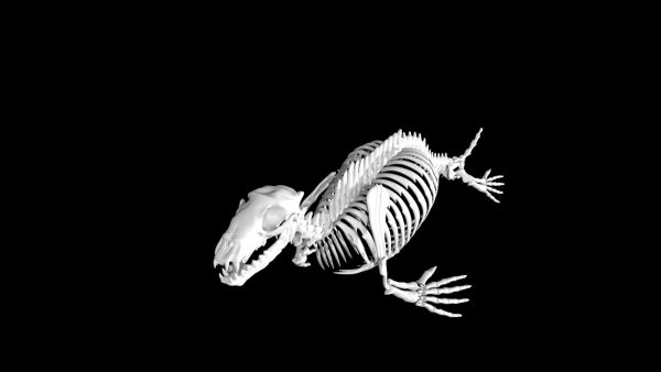 Seal skeleton 3d model