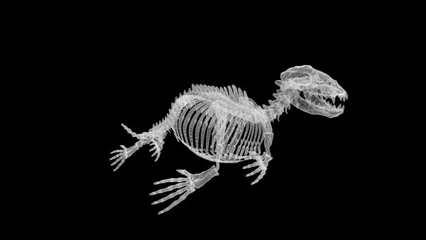 Seal skeleton 3d model