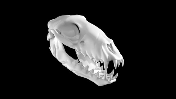 Seal skull 3d model
