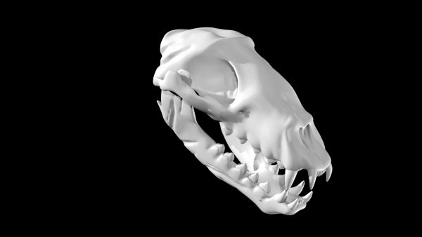 Seal skull 3d model