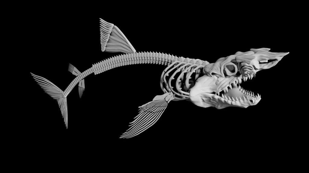 Shark skeleton 3d model Low Poly - Team 3d Yard