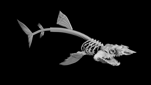 Shark skeleton 3d model